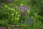 rock, flower, wildflower, mountain, valley, lupine, paintbru
